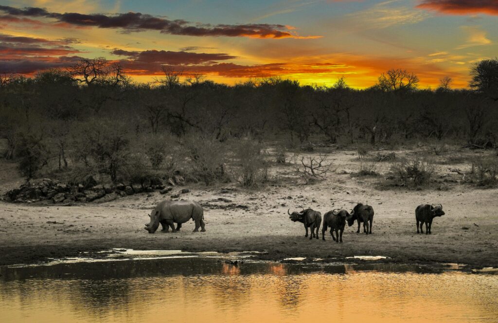 Kruger National Park with Rhino and Cape buffalo